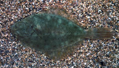 Flounder Fish Facts .